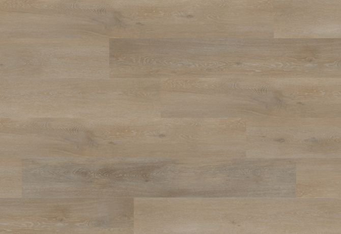 Oak florenceti
